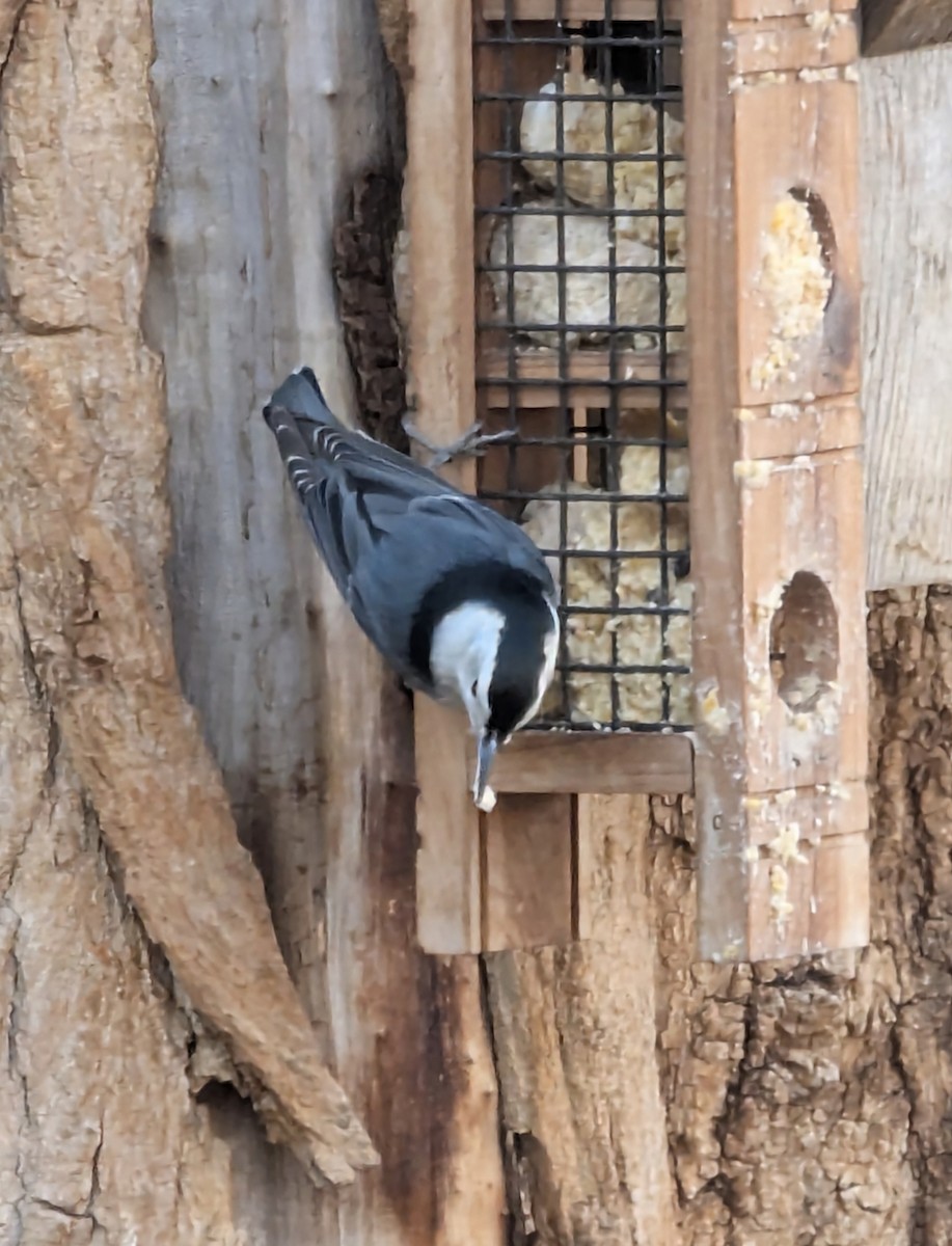 White-breasted Nuthatch - ML646124466