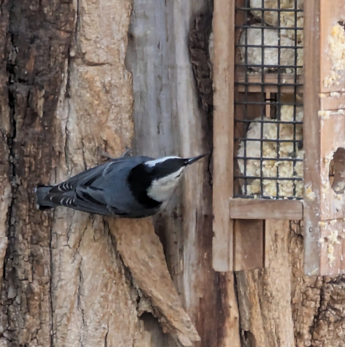 White-breasted Nuthatch - ML646124472