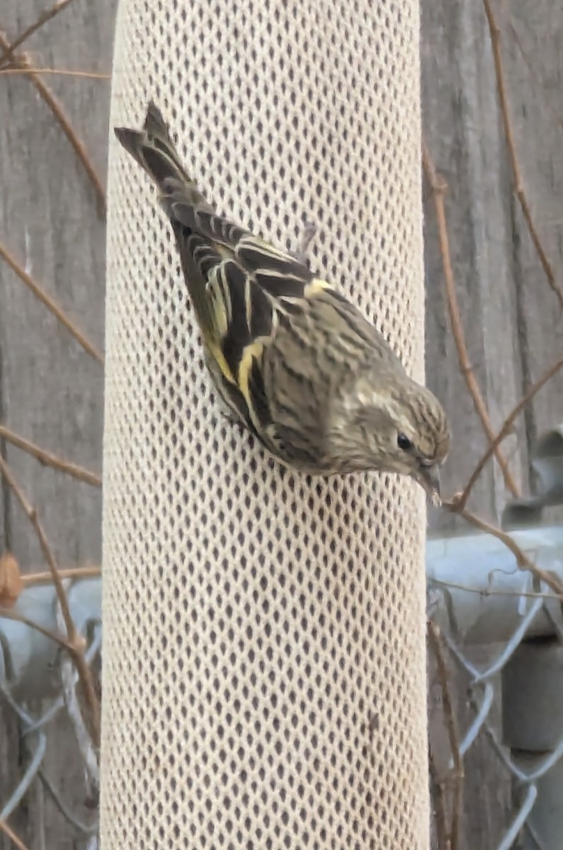 Pine Siskin - ML646124474