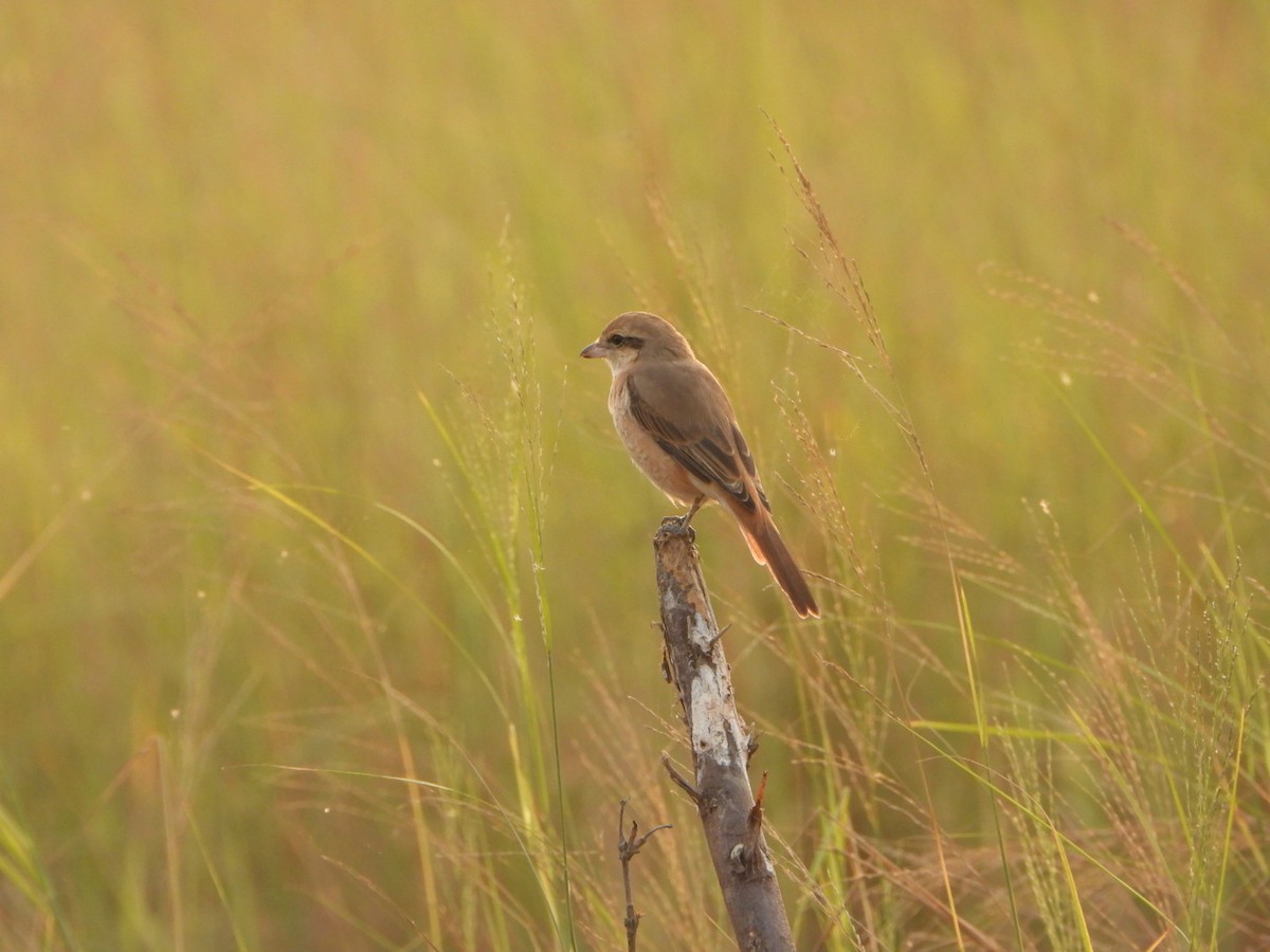 Antzandobi isabeldarra - ML646124476