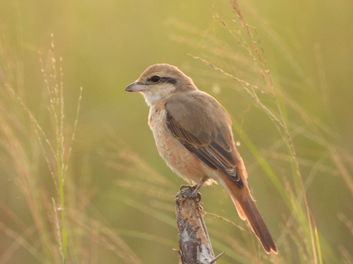 Antzandobi isabeldarra - ML646124477