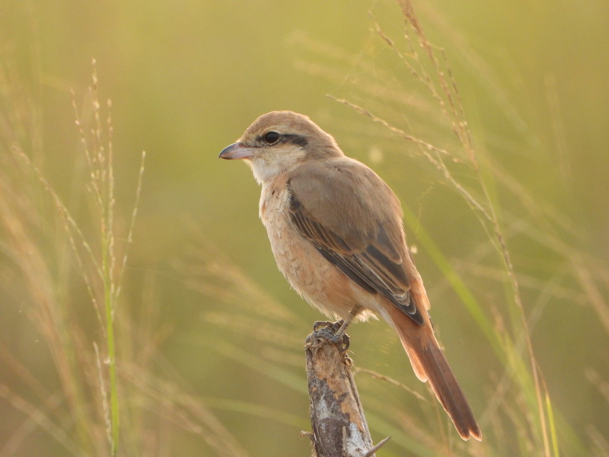 Antzandobi isabeldarra - ML646124478