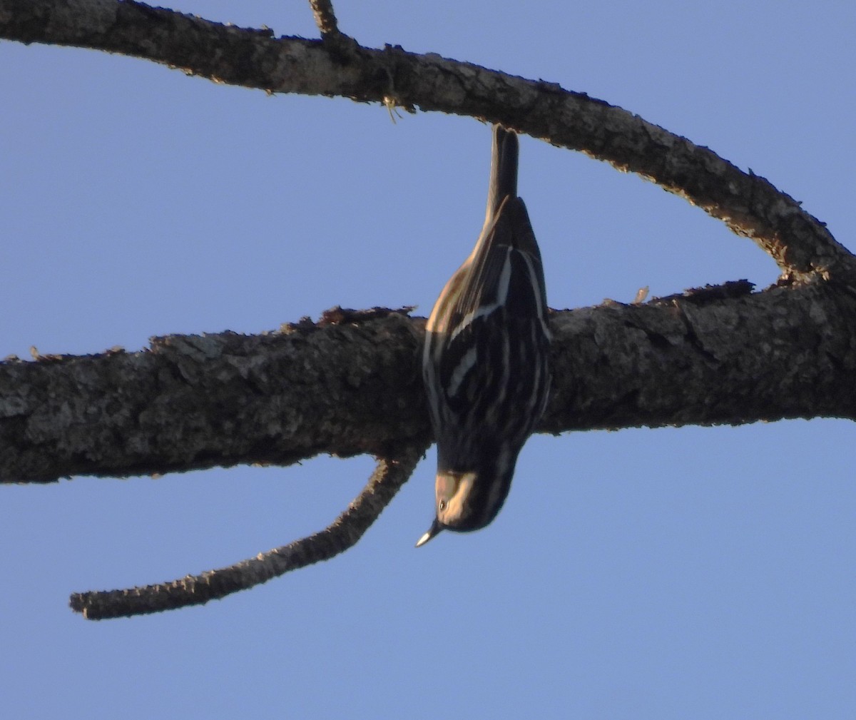 Black-and-white Warbler - ML646124479
