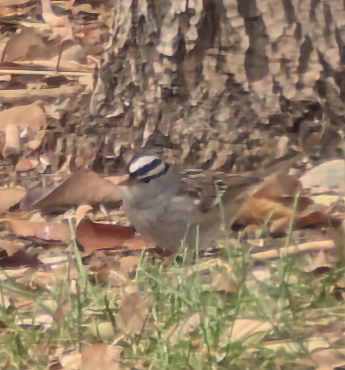 White-crowned Sparrow - ML646124481