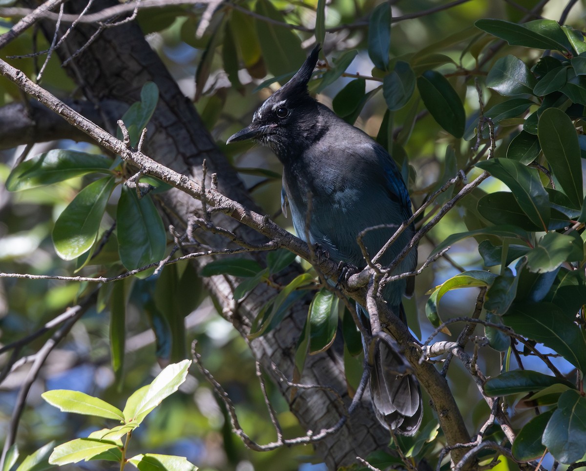 Steller's Jay - ML646124482
