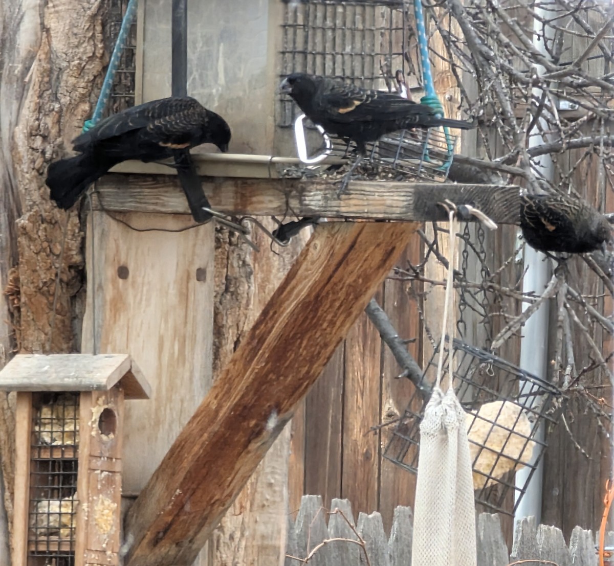 Red-winged Blackbird - ML646124487