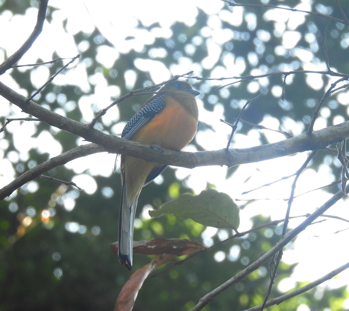 Orange-breasted Trogon (Spice) - ML646124488