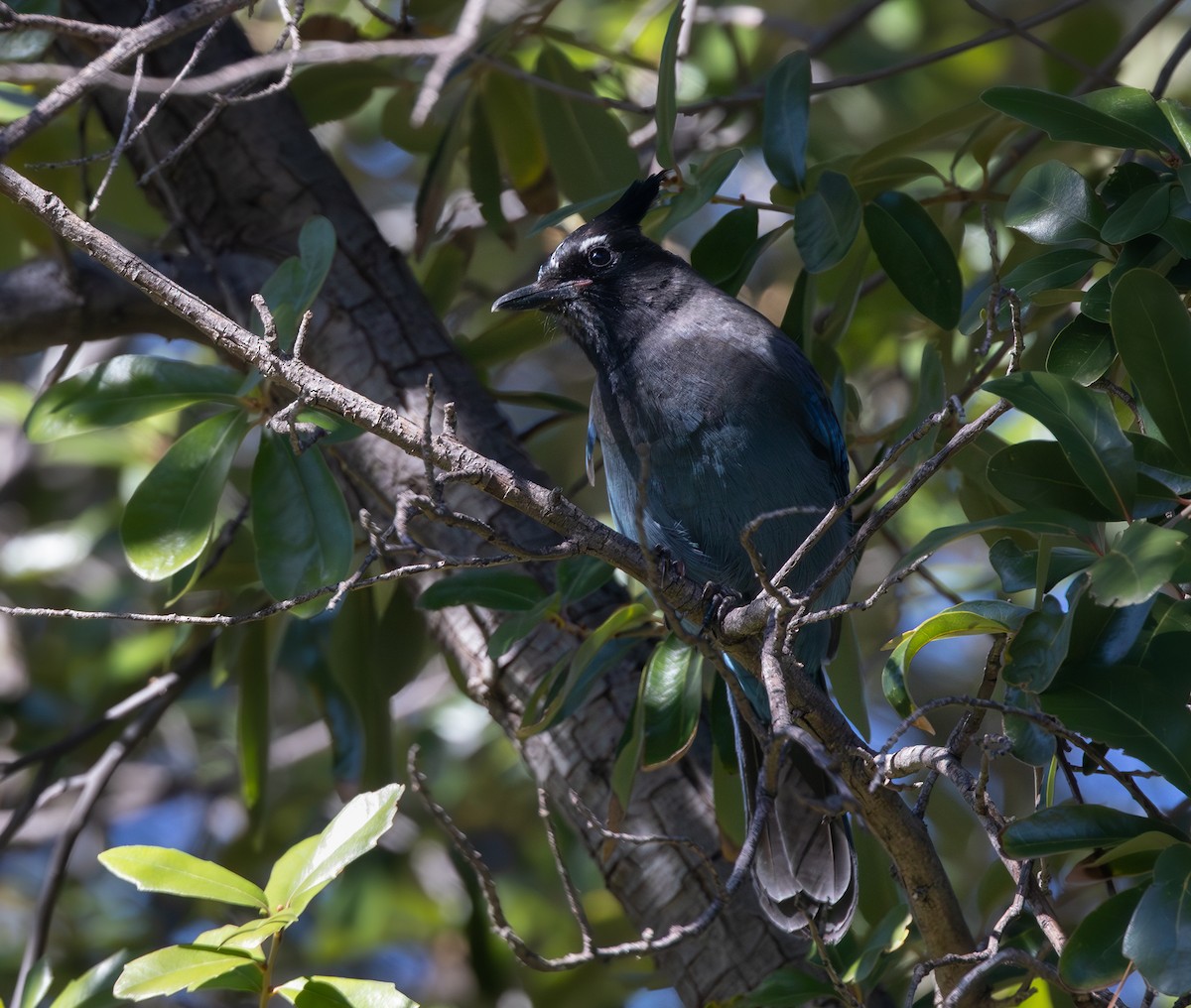 Steller's Jay - ML646124493