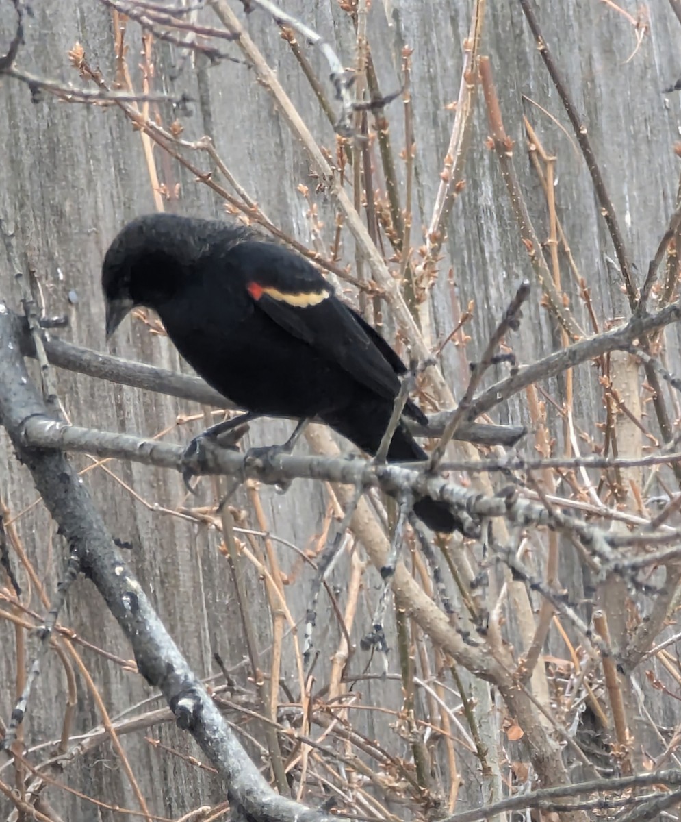 Red-winged Blackbird - ML646124494