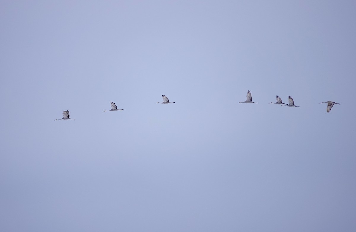 Sandhill Crane - ML646124496