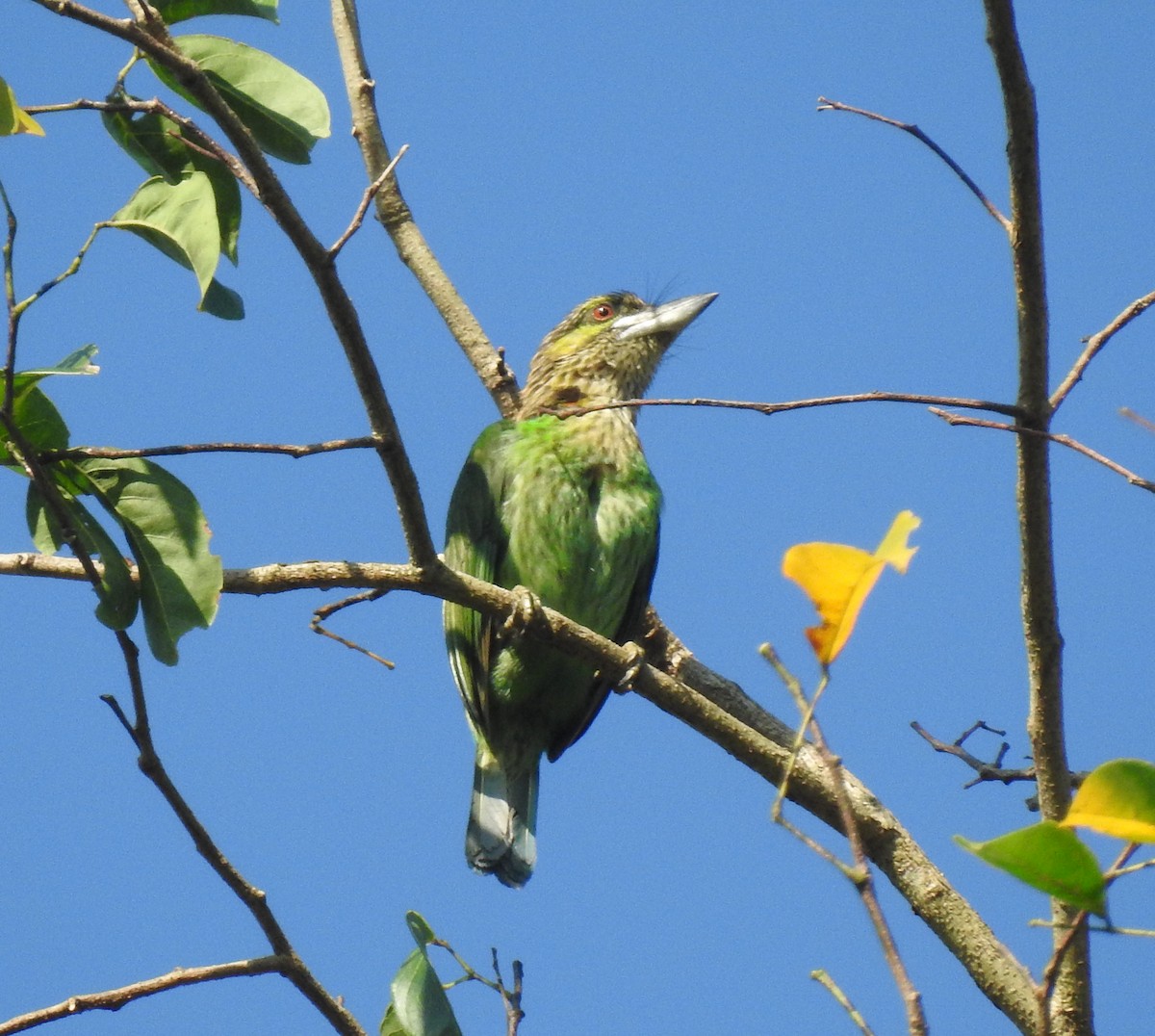 Green-eared Barbet - ML646124497