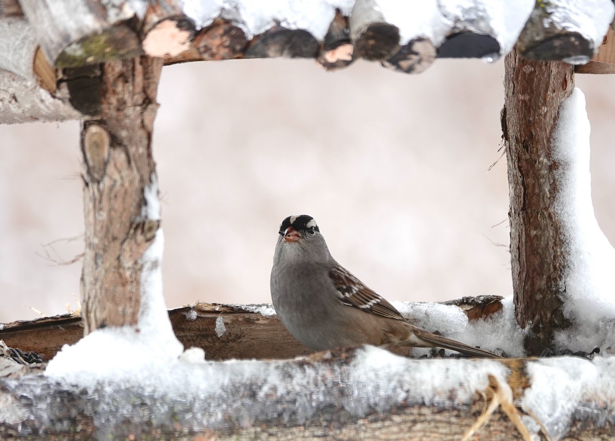 White-crowned Sparrow - ML646124509