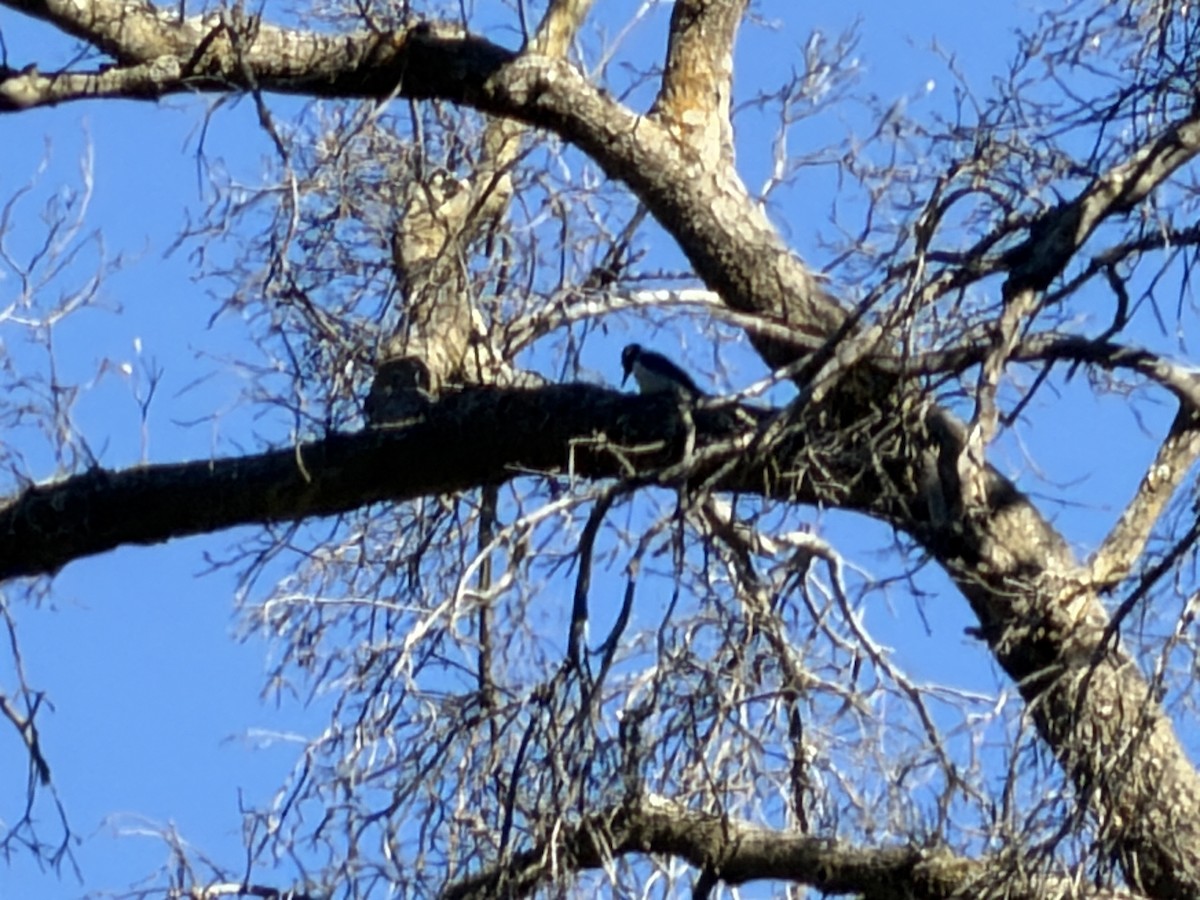 Hairy Woodpecker - ML646124516