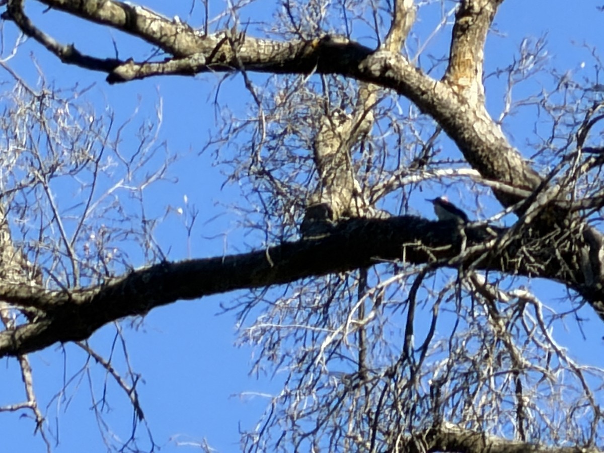 Hairy Woodpecker - ML646124517
