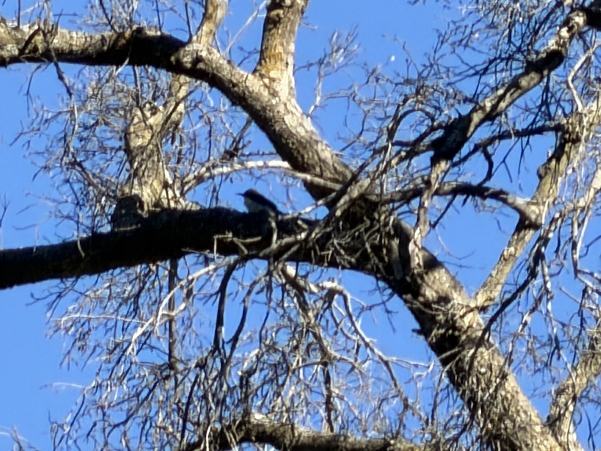 Hairy Woodpecker - ML646124518