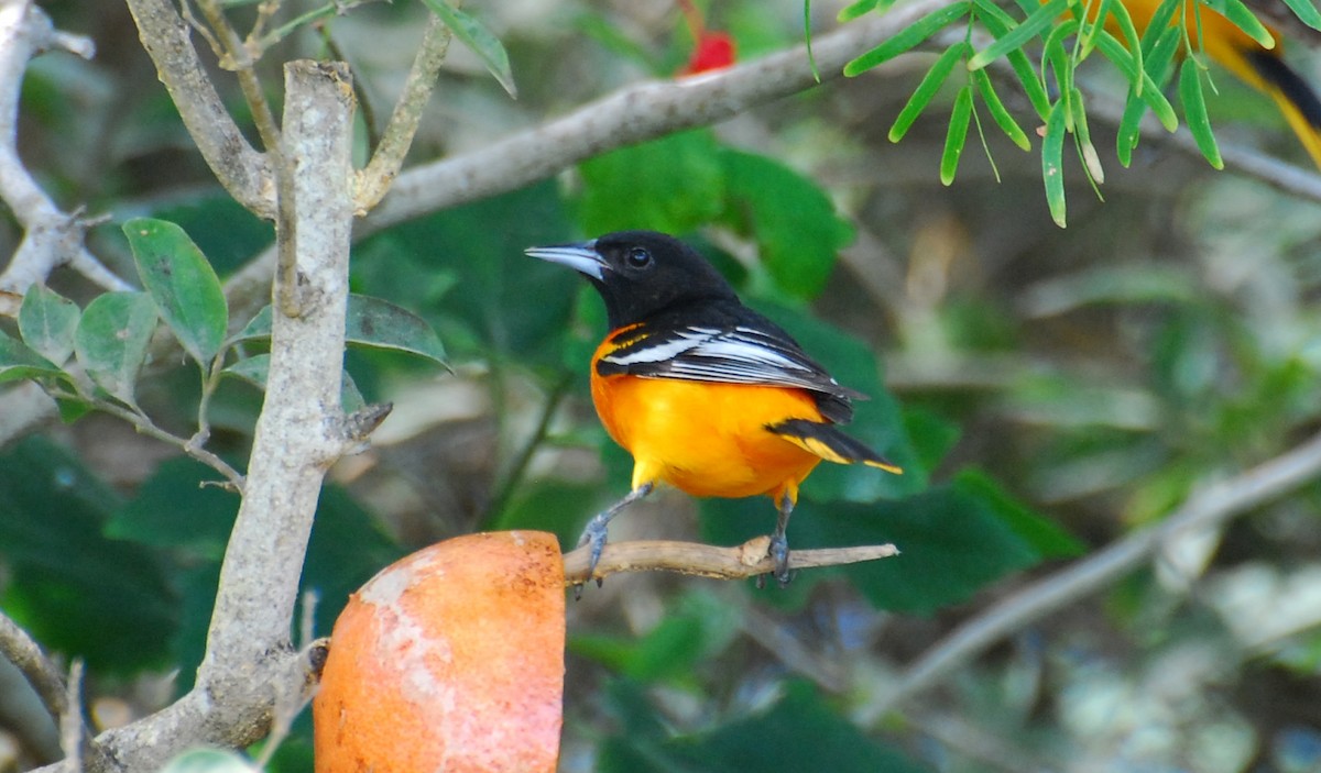 Балтиморский трупиал - ML646124519