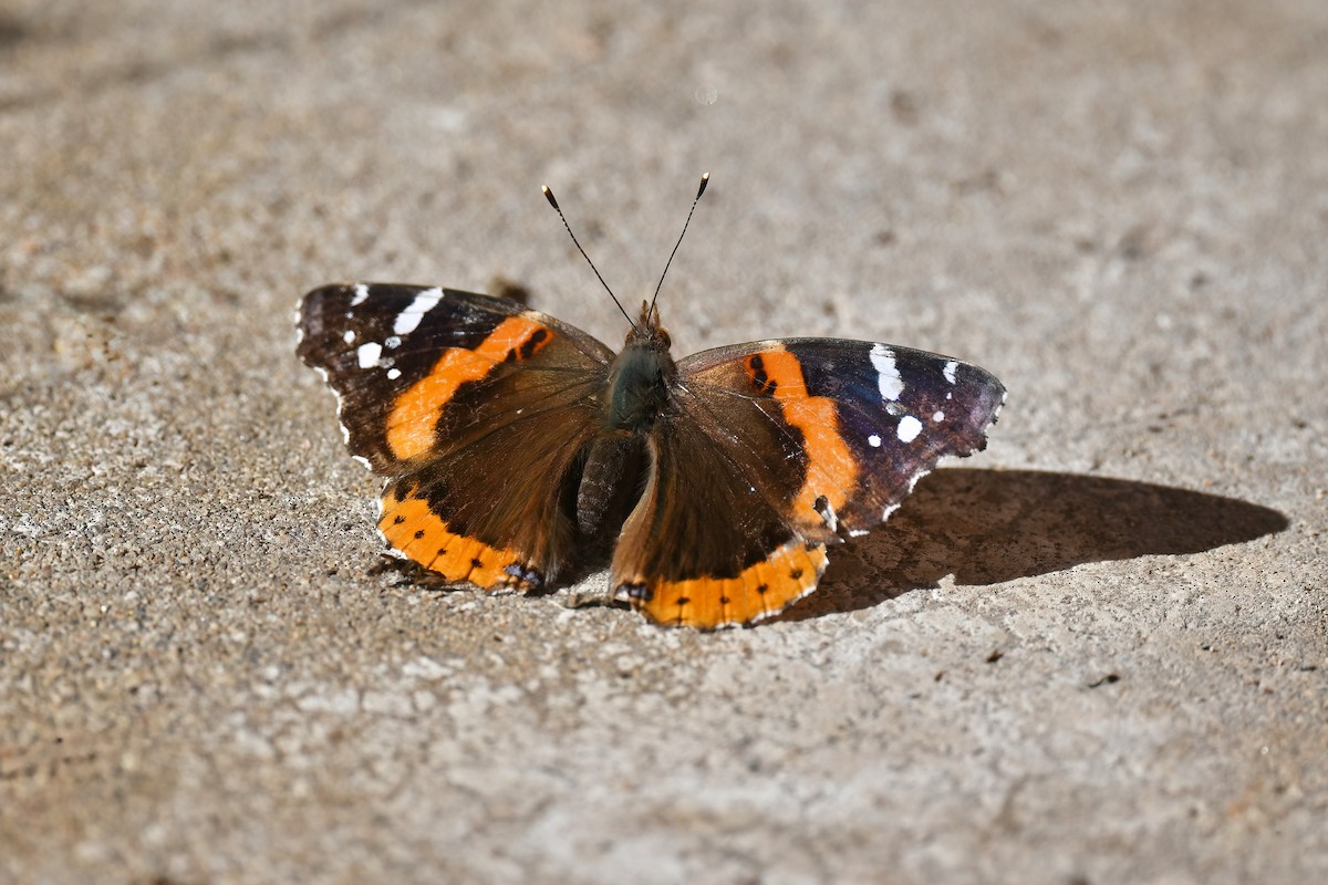 Red Admiral - ML646124521