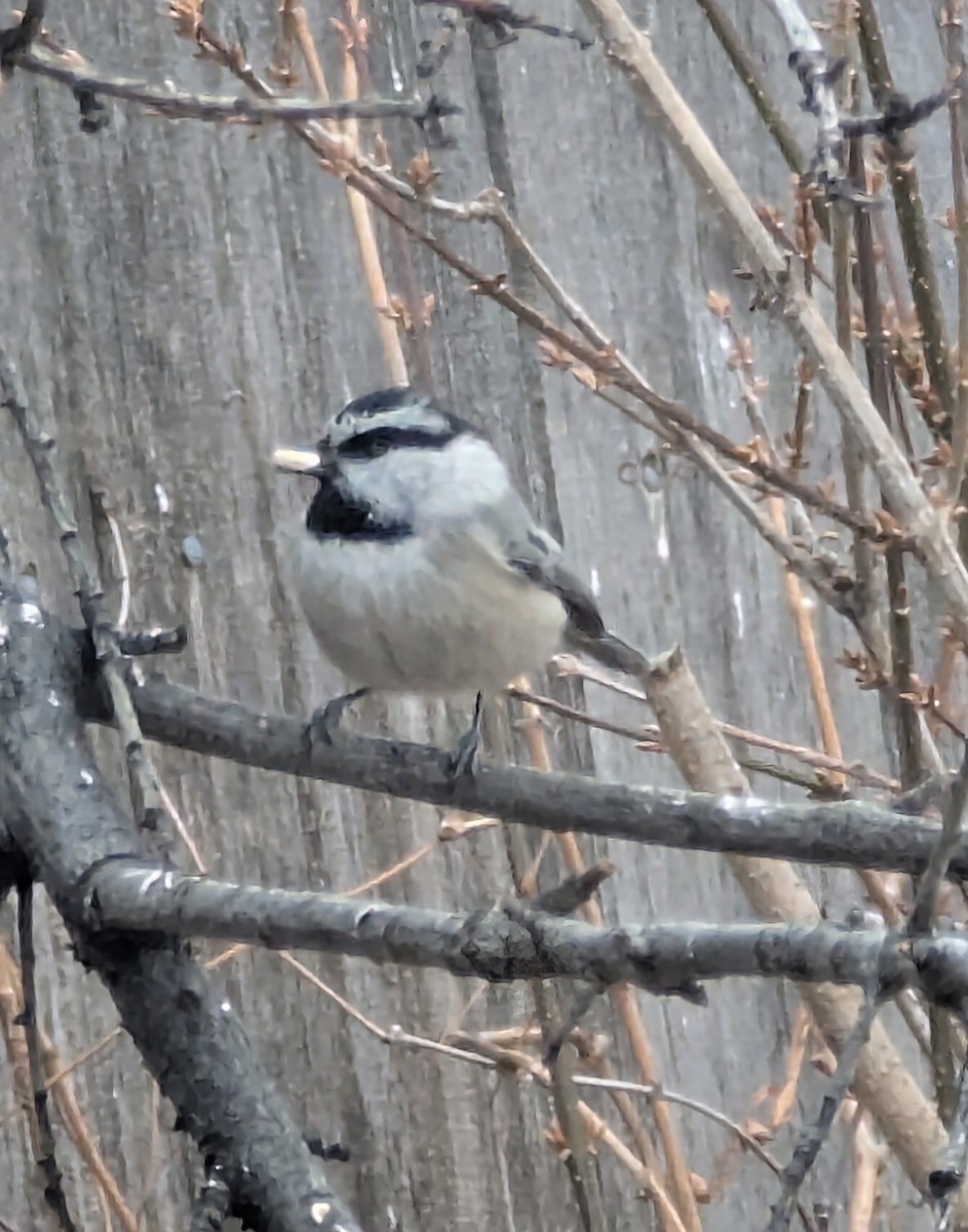 Mountain Chickadee - ML646124522