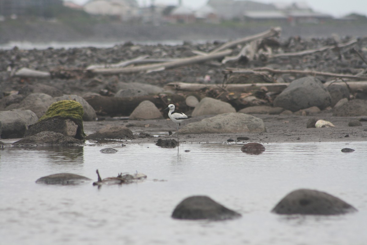 Crab-Plover - ML646124523