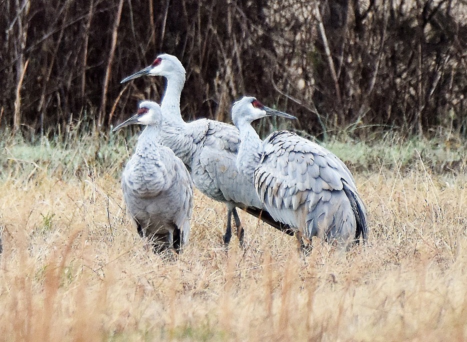 Kanadakranich - ML646124532