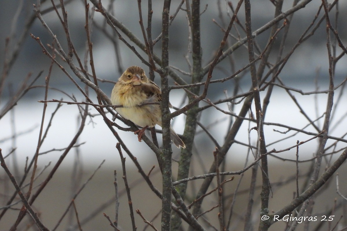 Dickcissel - ML646124535