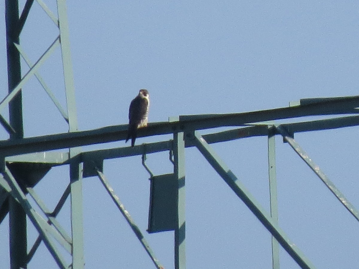 Peregrine Falcon - ML646124537