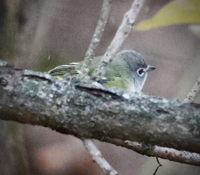 Blue-headed Vireo - ML646124541