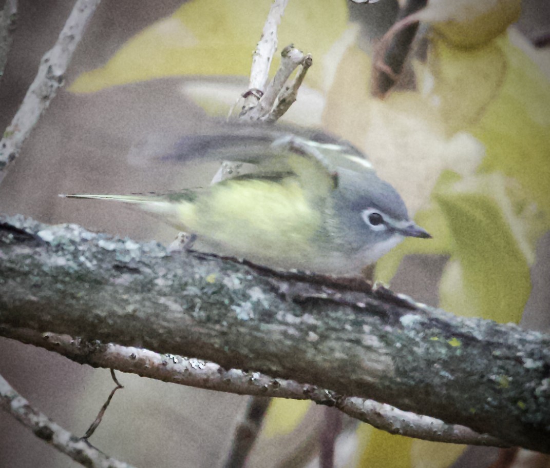 Blue-headed Vireo - ML646124542