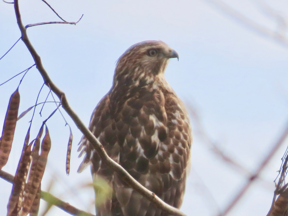 Red-shouldered Hawk - ML646124546
