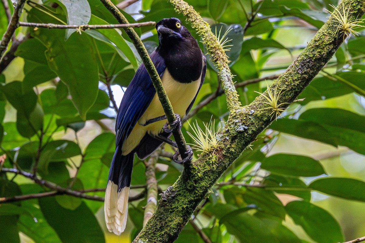 Black-chested Jay - ML646124556