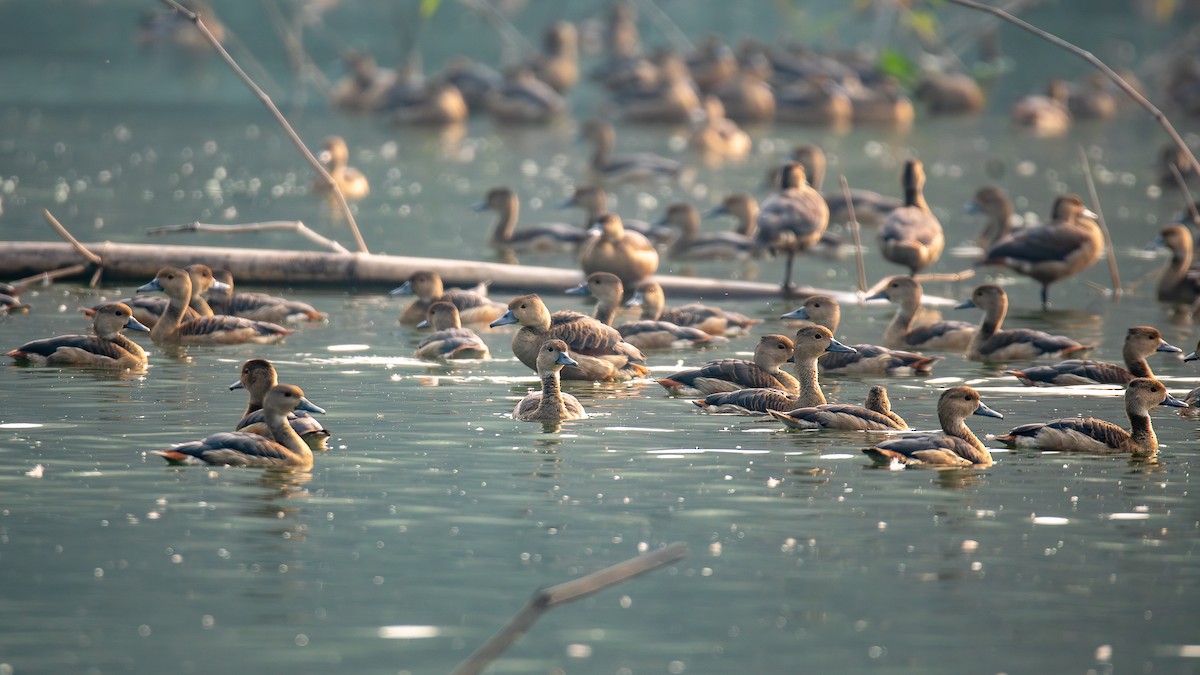 husička malá - ML646124557