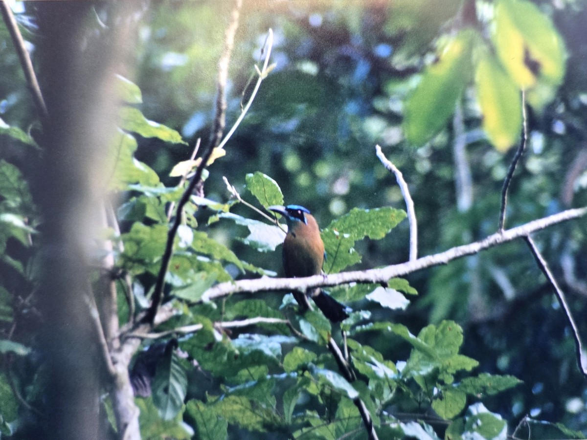 Lesson's Motmot - ML646124558