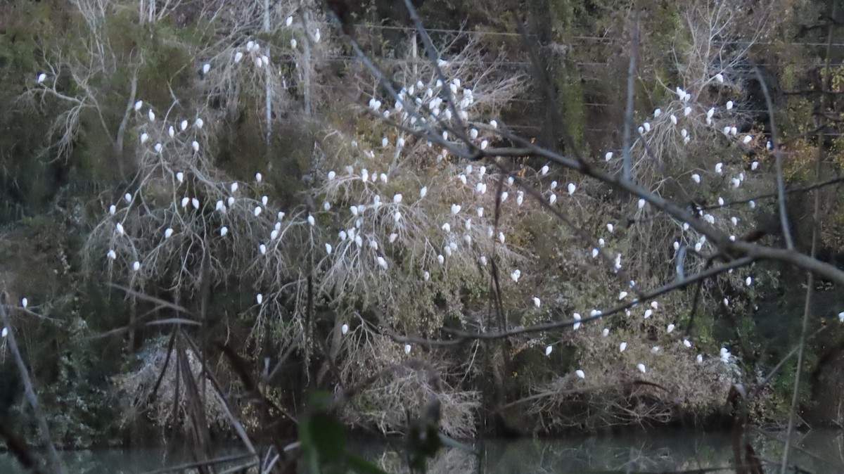 Western Cattle-Egret - ML646124559