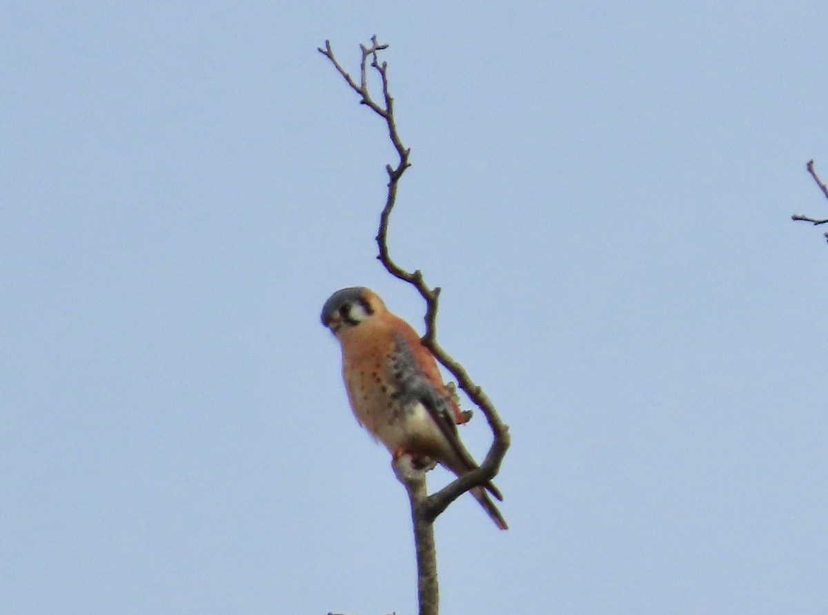 American Kestrel - ML646124560