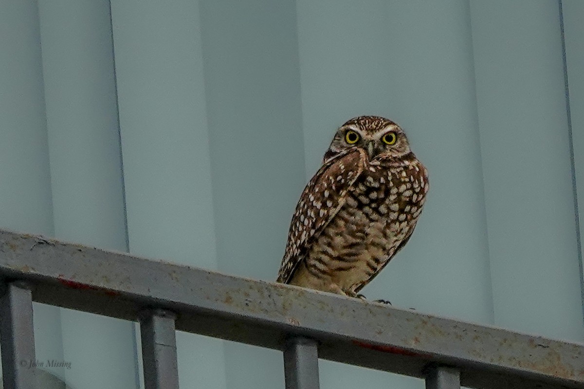 Burrowing Owl - ML646124565