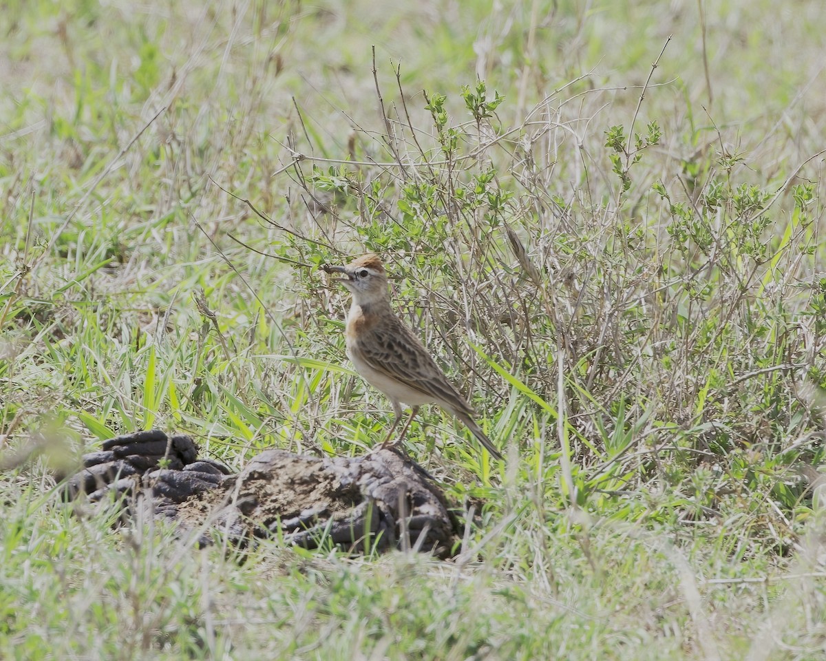 アフリカヒメコウテンシ - ML646124567
