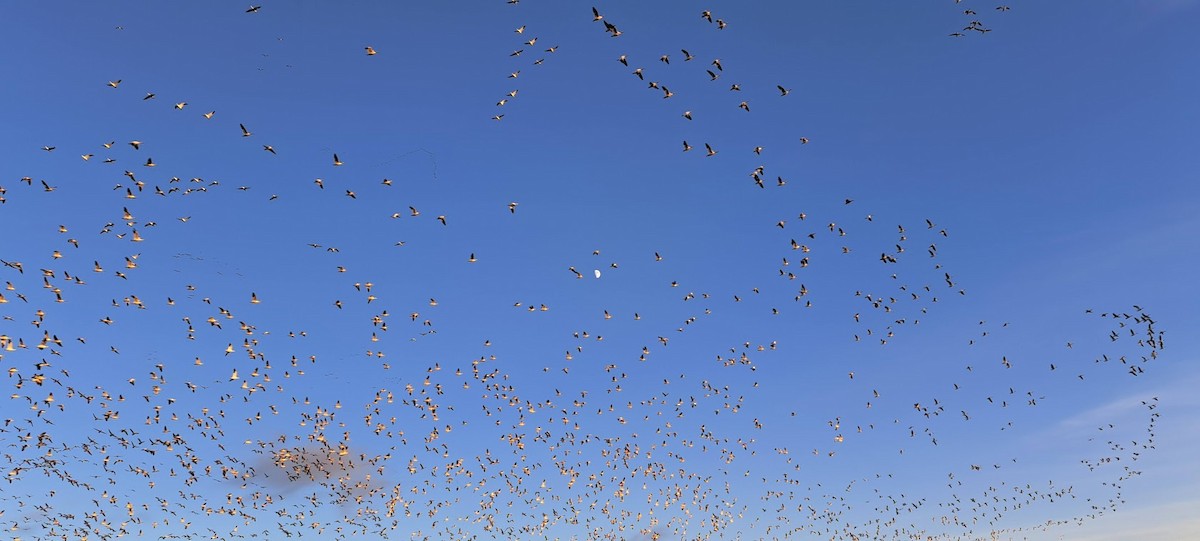 Snow Goose - ML646124578