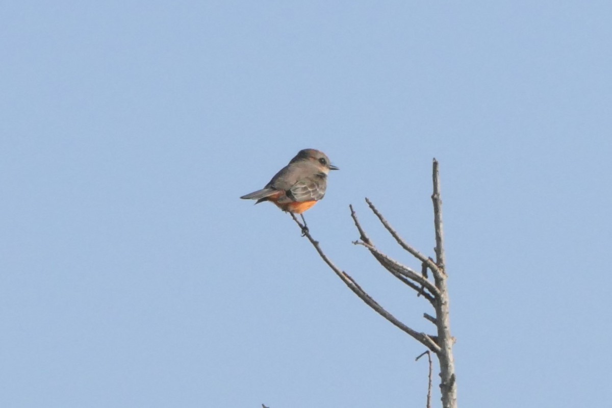 Vermilion Flycatcher - ML646124579