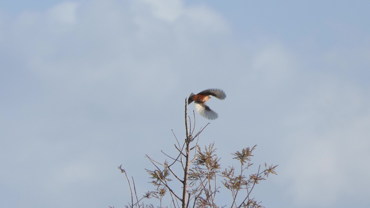 Vermilion Flycatcher - ML646124580