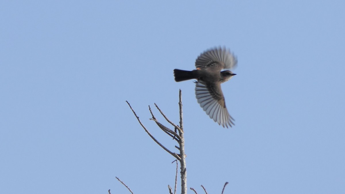 Vermilion Flycatcher - ML646124582