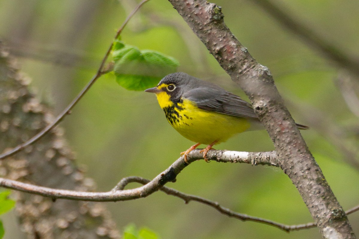 Канадская вильсония - ML646124584