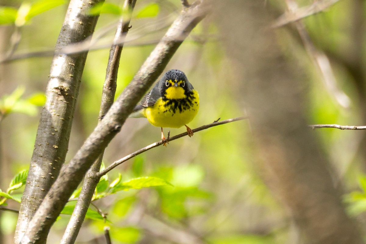 Канадская вильсония - ML646124585