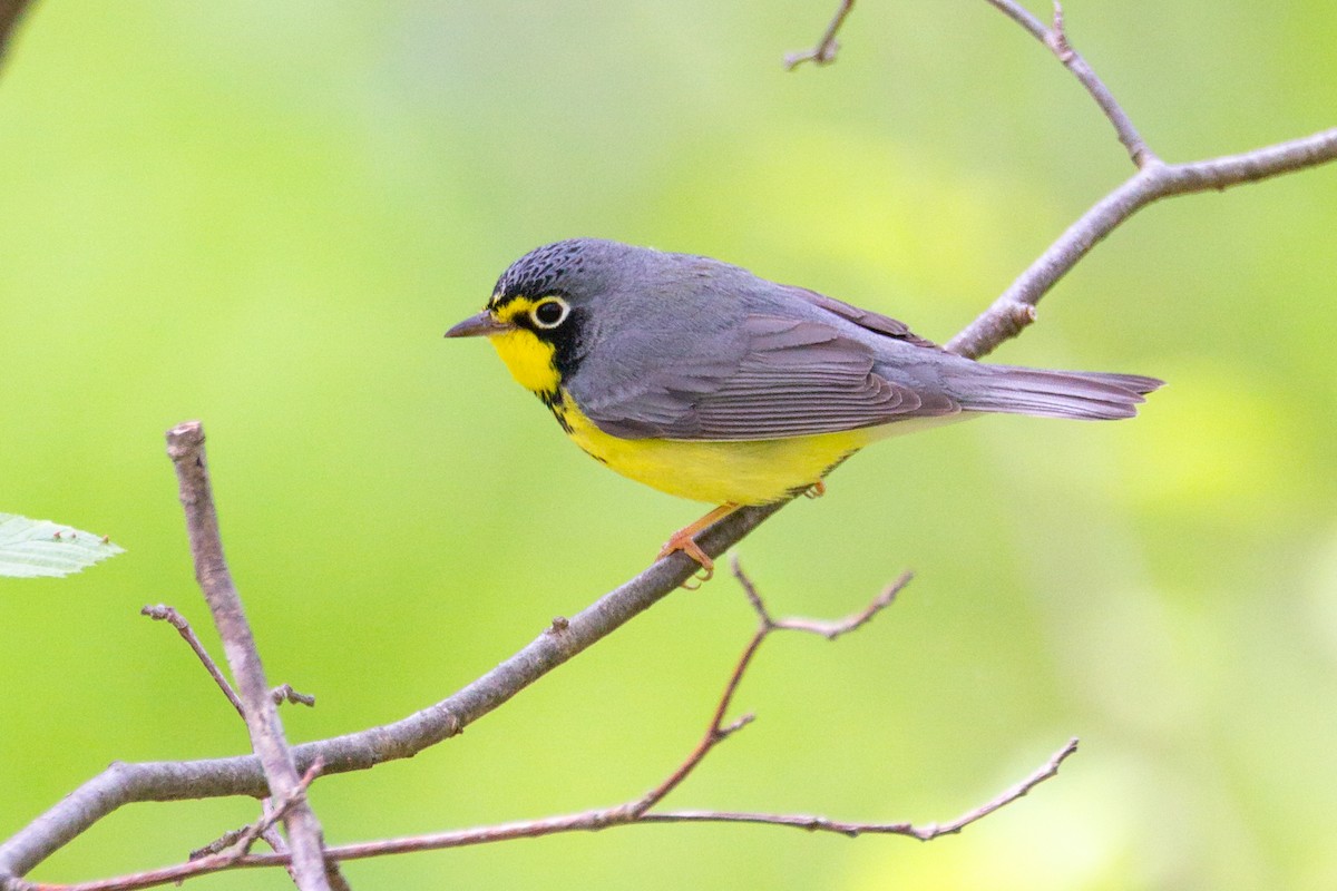 Канадская вильсония - ML646124586