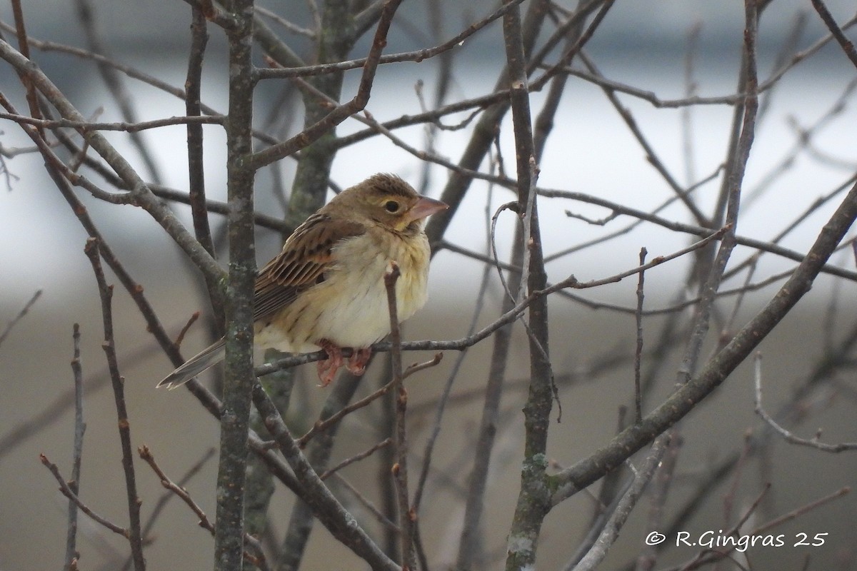 Dickcissel - ML646124587