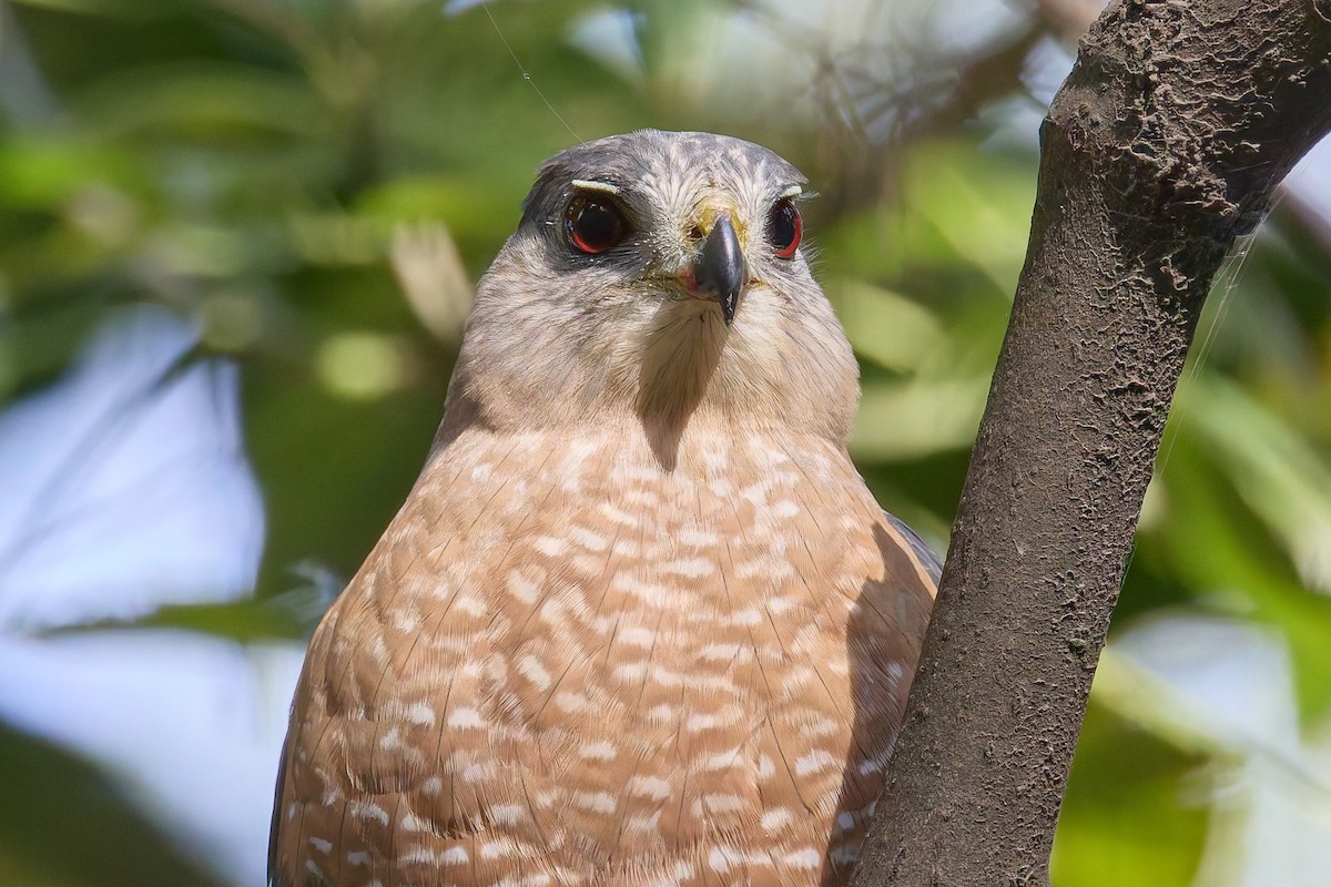 jestřáb americký - ML646124588