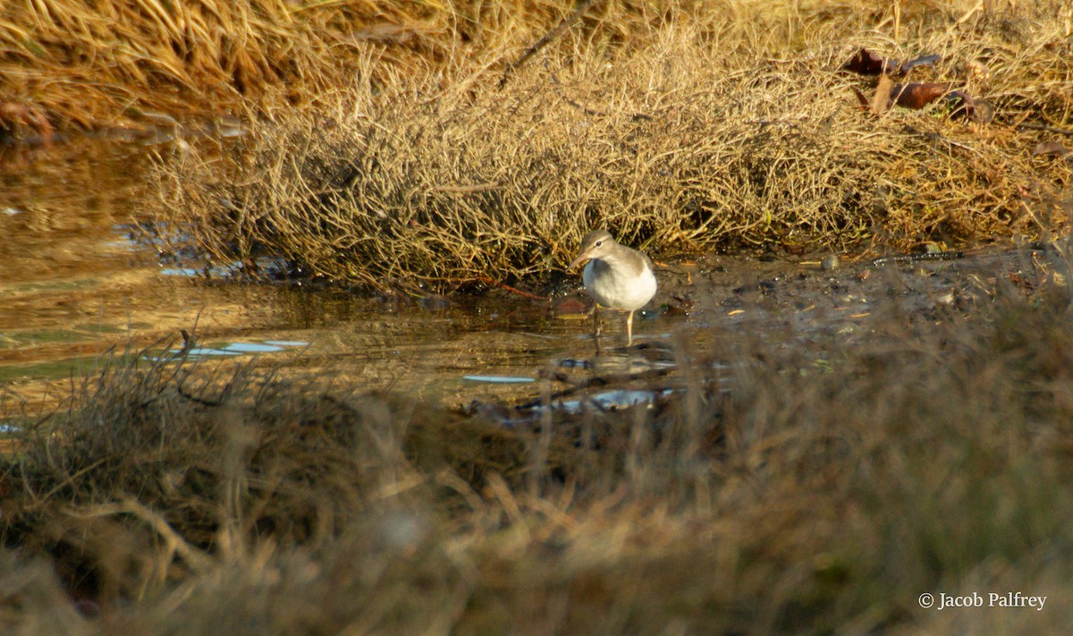Spotted Sandpiper - ML646124590