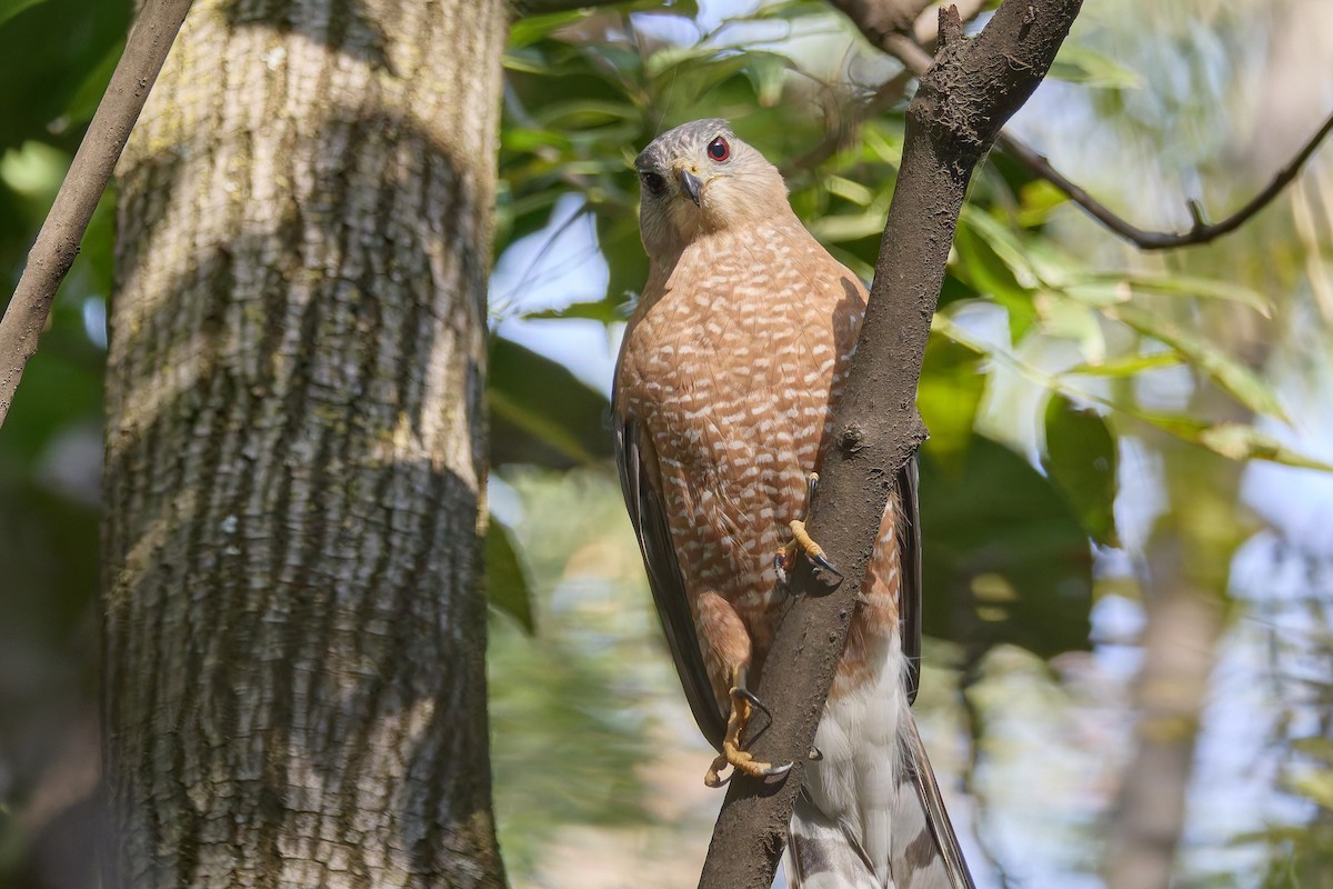 jestřáb americký - ML646124592