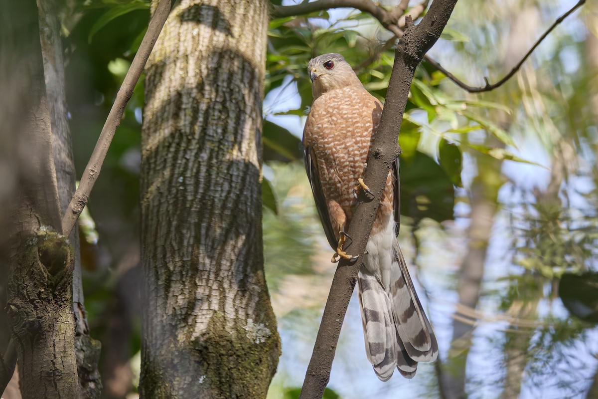 jestřáb americký - ML646124595