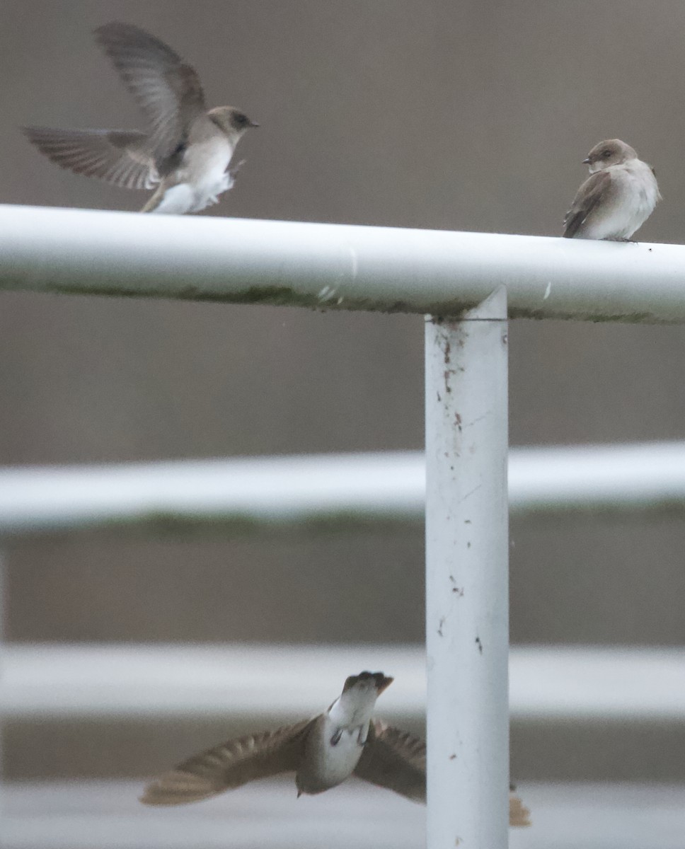Northern Rough-winged Swallow - ML646124596