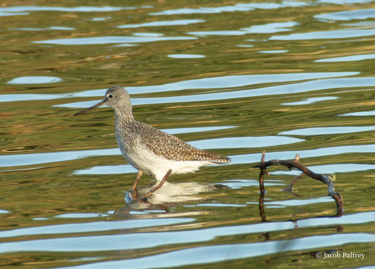 Greater Yellowlegs - ML646124598